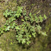 Peperomia tetraphylla (G.Forst.) Hook. & Arn.